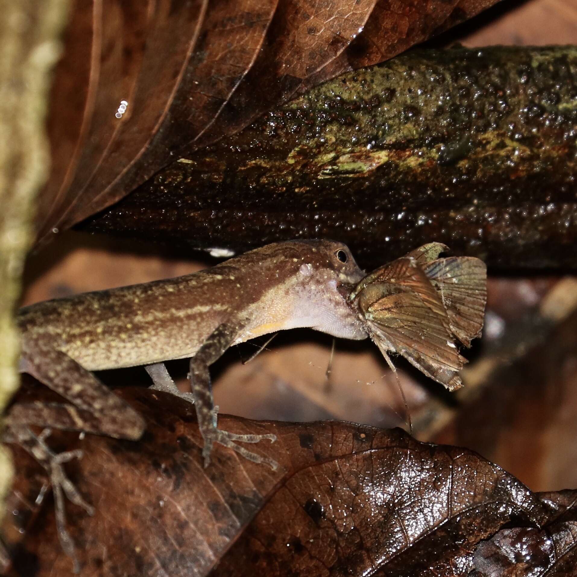 Image of Anolis apletophallus Köhler & Sunyer 2008