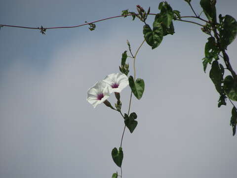 Image of Ipomoea squamosa Choisy