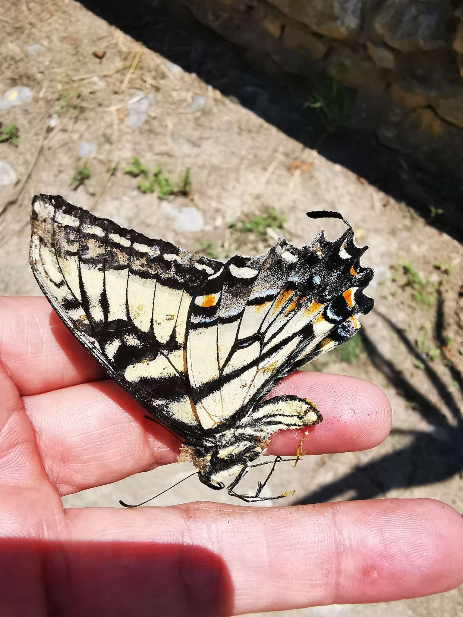 Imagem de Papilio alexiares garcia Rothschild & Jordan 1906