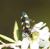 Image of Castiarina rectifasciata (Saunders 1868)