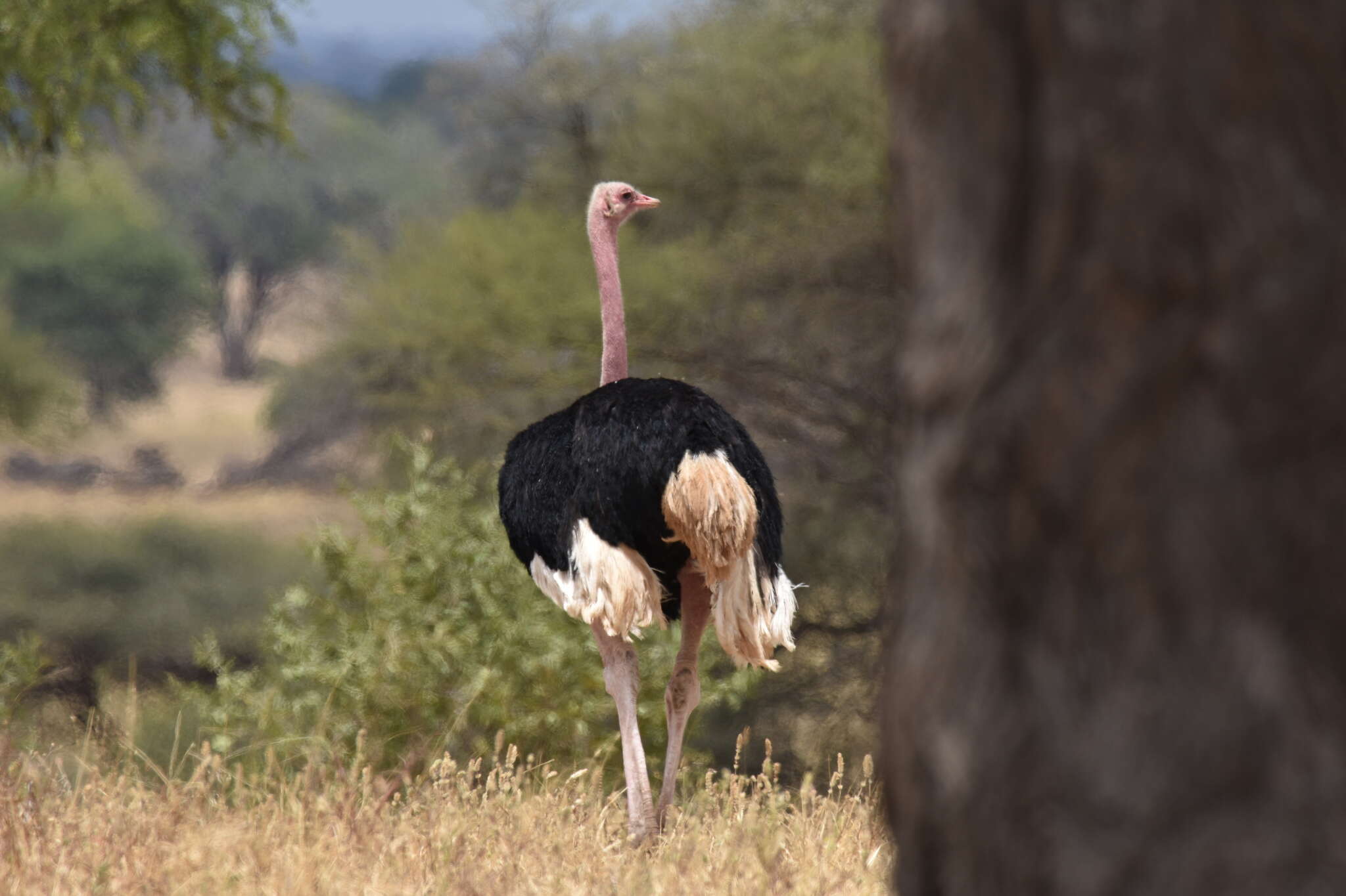 Image of Masai ostrich