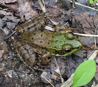 Image of Green Frog