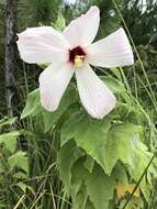 Hibiscus grandiflorus Michx.的圖片