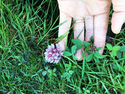 Image of cows clover