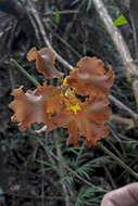 Image of Oncidium praetextum