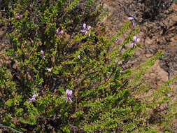 Image of Pelargonium crispum (Berg.) L'Her.