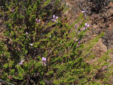 Image of Pelargonium crispum (Berg.) L'Her.