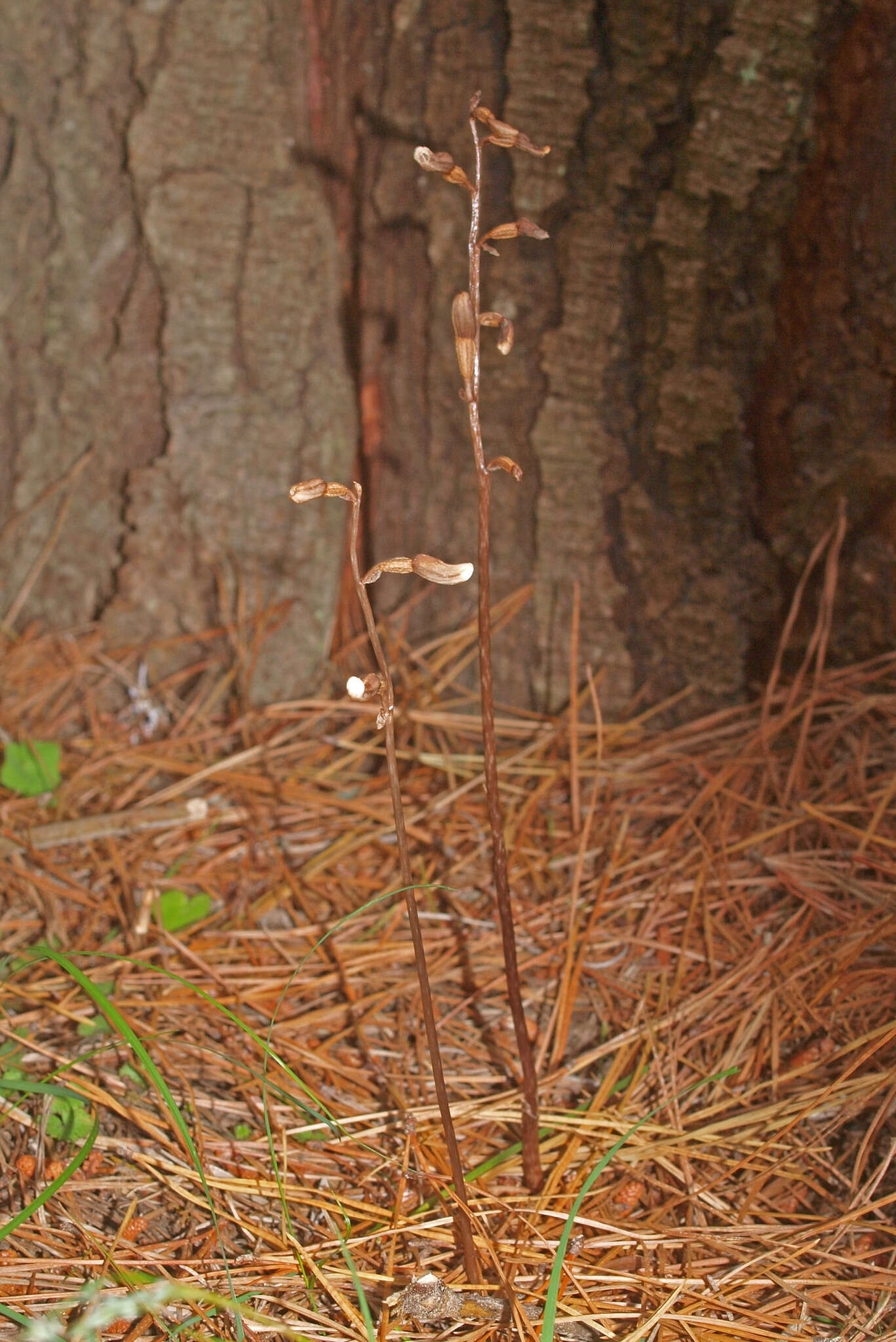 Image of Gastrodia minor Petrie