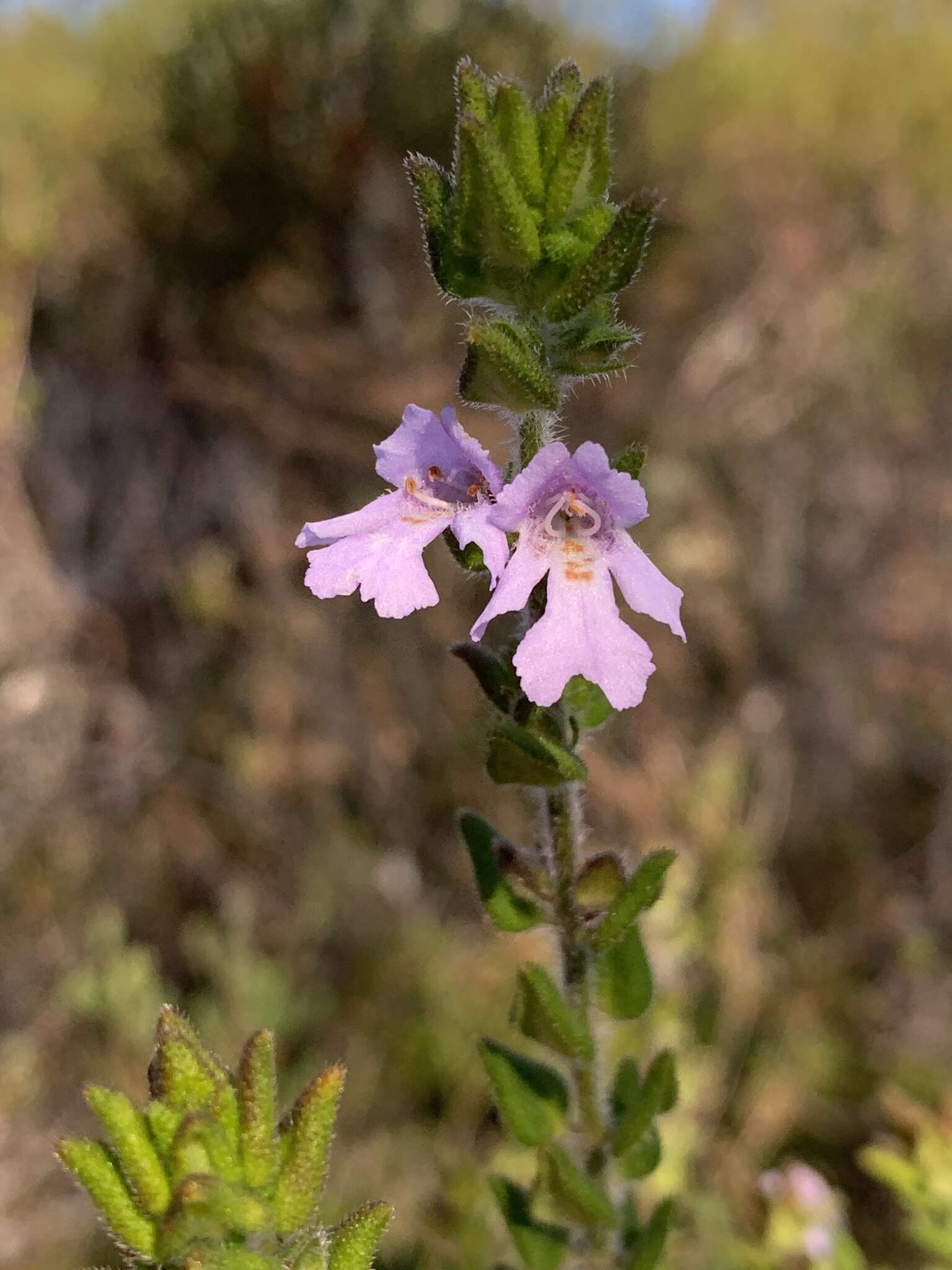 Imagem de Prostanthera densa A. A. Ham.