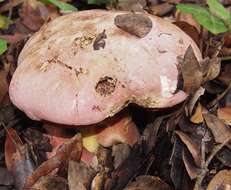 Image of Rubroboletus eastwoodiae (Murrill) Vasquez, Simonini, Svetasheva, Mikšík & Vizzini 2017