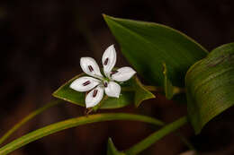 Image of Schelhammera multiflora R. Br.