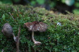 Image of Pluteus umbrosus (Pers.) P. Kumm. 1871