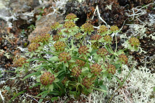 Image of Bupleurum triradiatum Adams ex Hoffm.