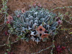 Imagem de Ceropegia thuretii (F. Cels) Bruyns