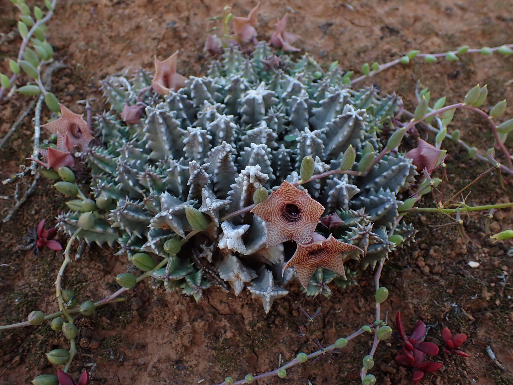 Imagem de Ceropegia thuretii (F. Cels) Bruyns