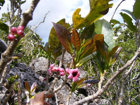 Image of Schlegelia parasitica (Sw.) Griseb.