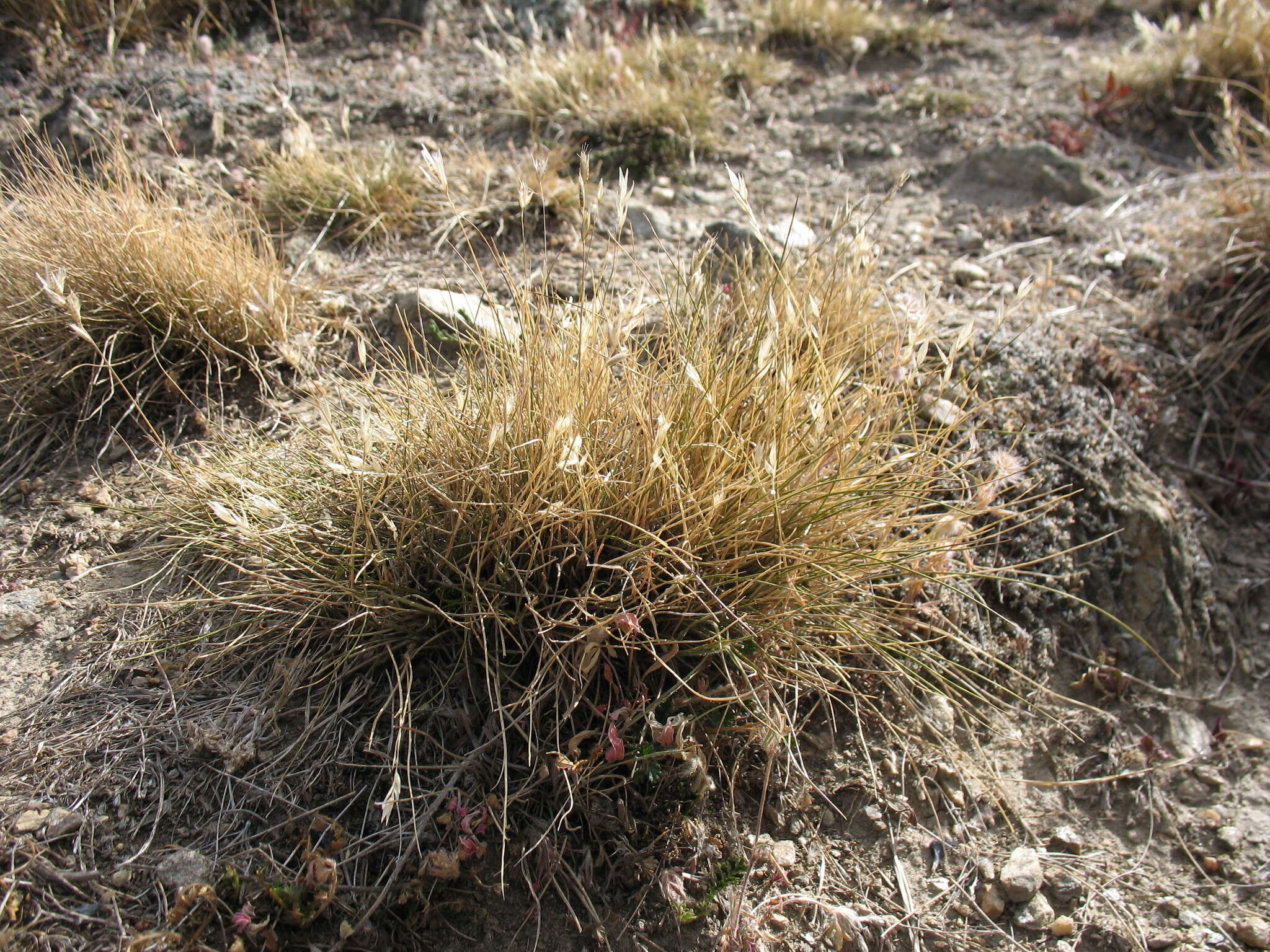 Image of Rytidosperma maculatum (Zotov) Connor & Edgar