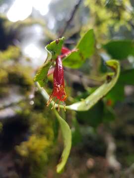 Image de Benthamina alyxifolia (Benth.) Tieghem