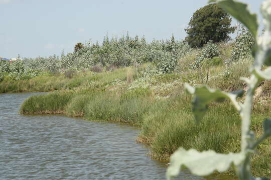 Image of silverleaf sunflower