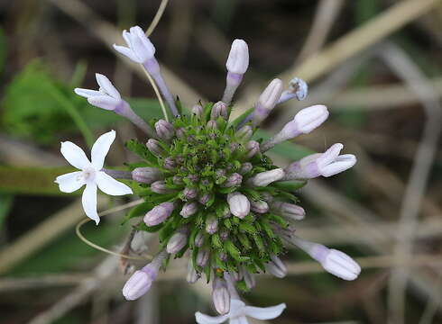 Image de Pentanisia angustifolia (Hochst.) Hochst.