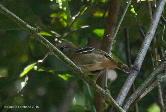 Image of Planalto Slaty Antshrike