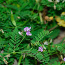 Image of Flatstem Milkvetch