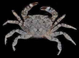 Image of Western mud crab