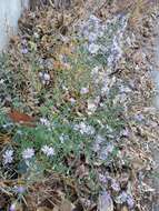 Image of white panicle aster