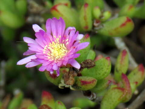 Imagem de Oscularia falciformis (Haw.) H. E. K. Hartm.