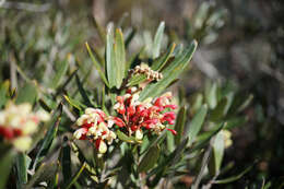 Image of Grevillea aspera R. Br.