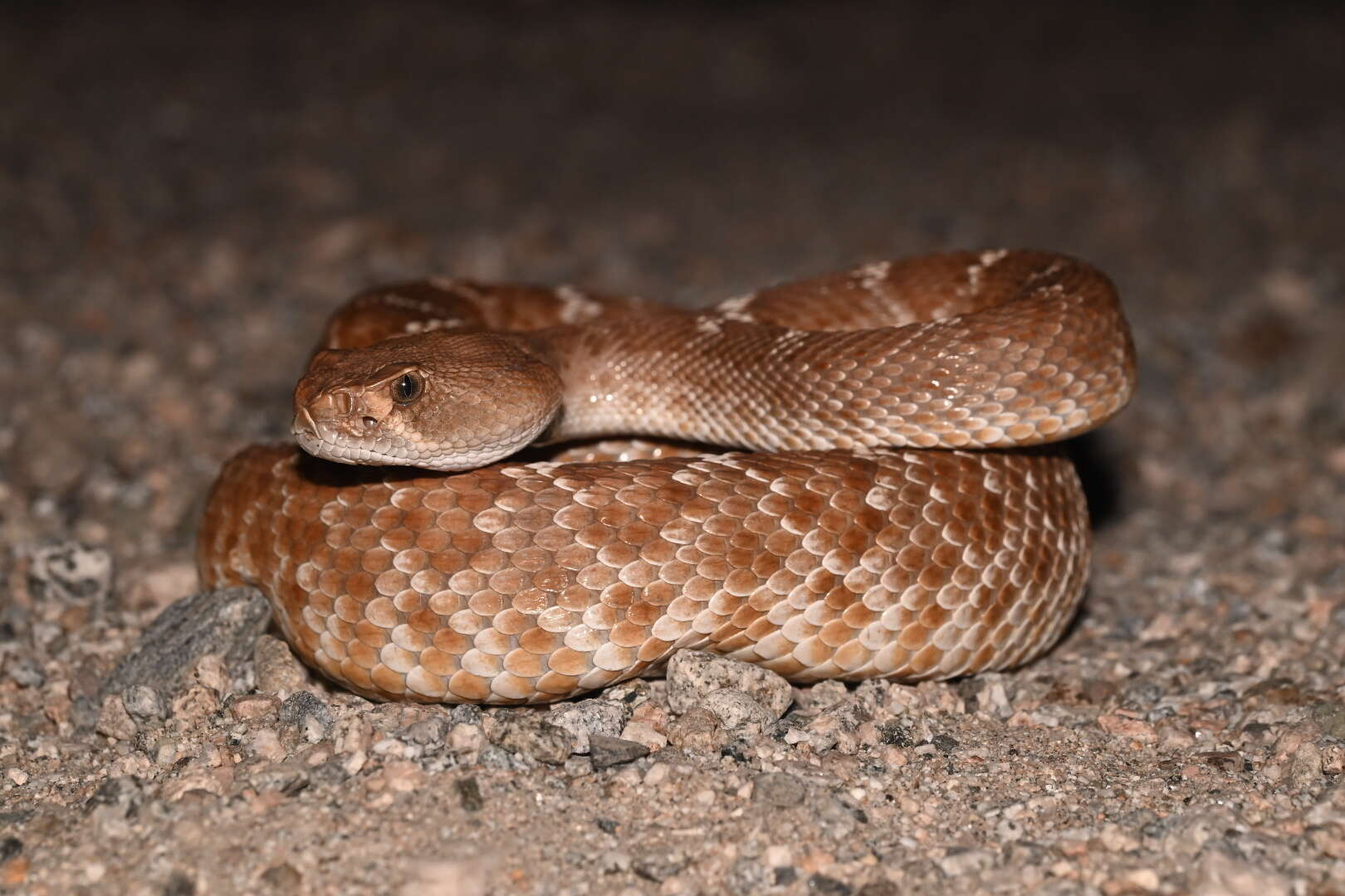 Imagem de Crotalus ruber ruber Cope 1892