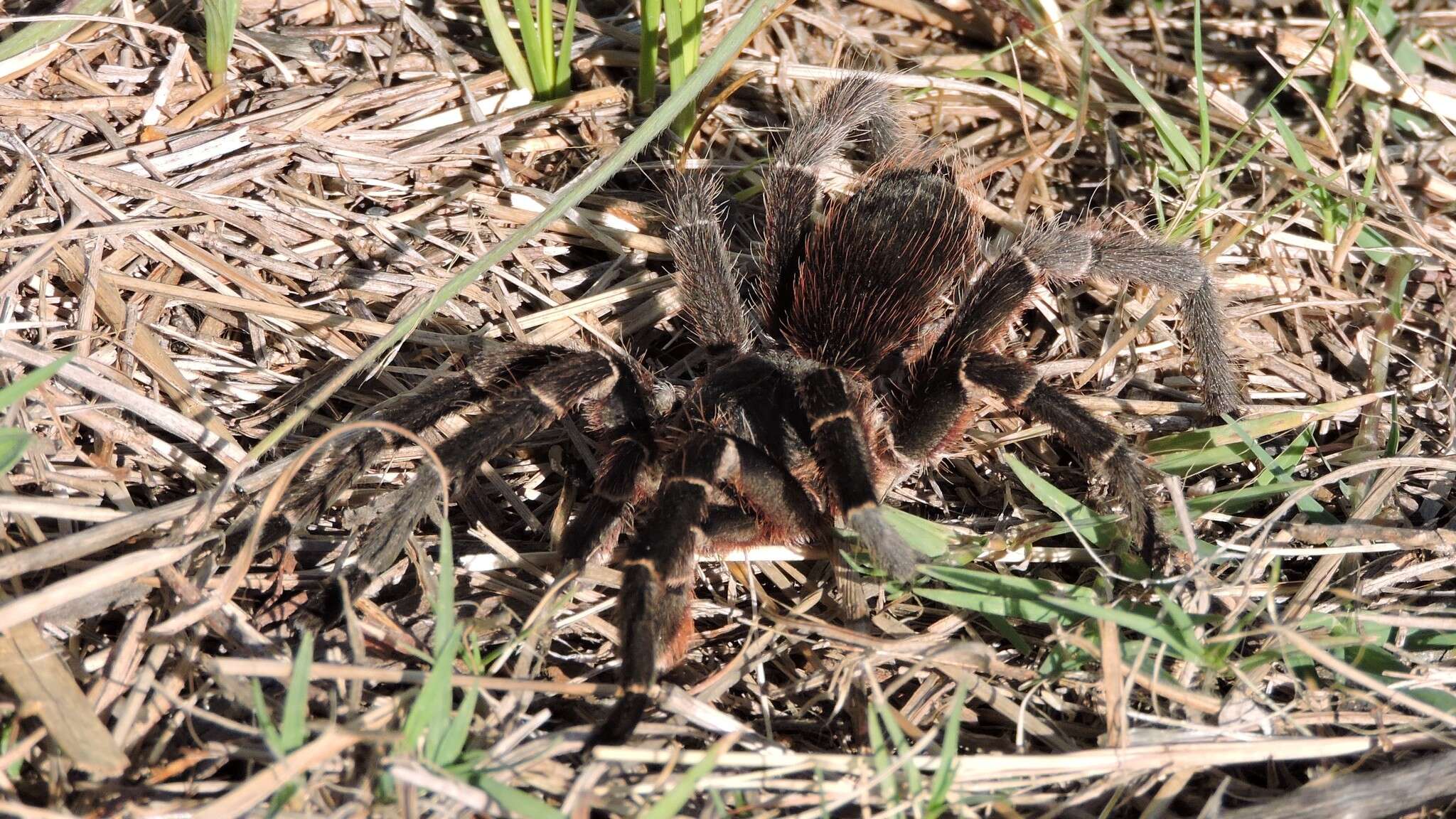 Image de Eupalaestrus weijenberghi (Thorell 1894)