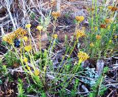 Image of Athanasia juncea (DC.) D. Dietr.