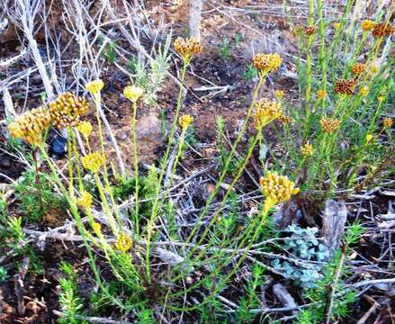 Image of Athanasia juncea (DC.) D. Dietr.