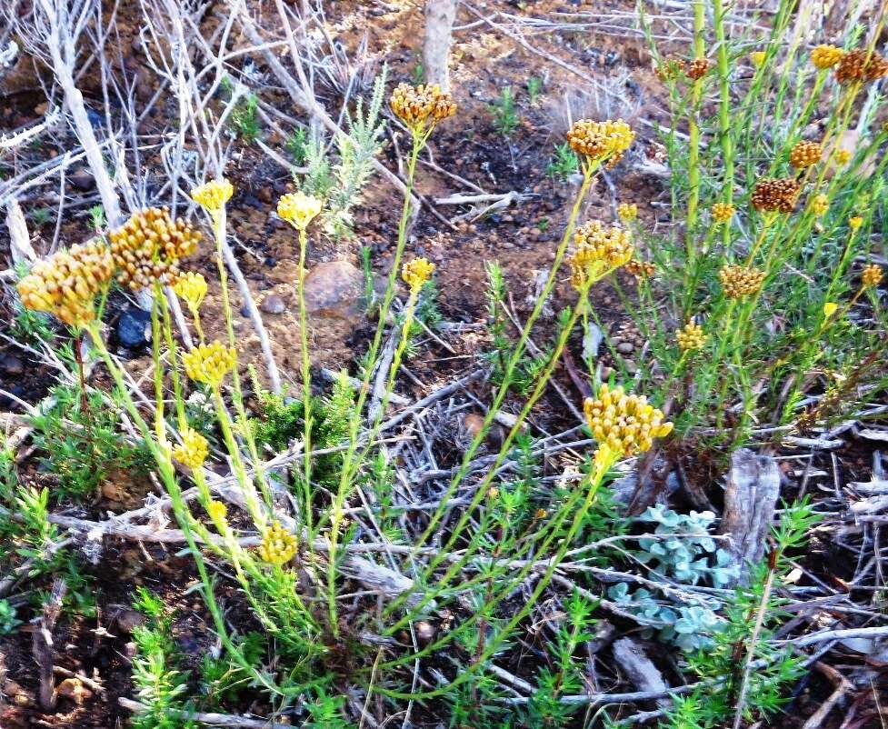 Image of Athanasia juncea (DC.) D. Dietr.