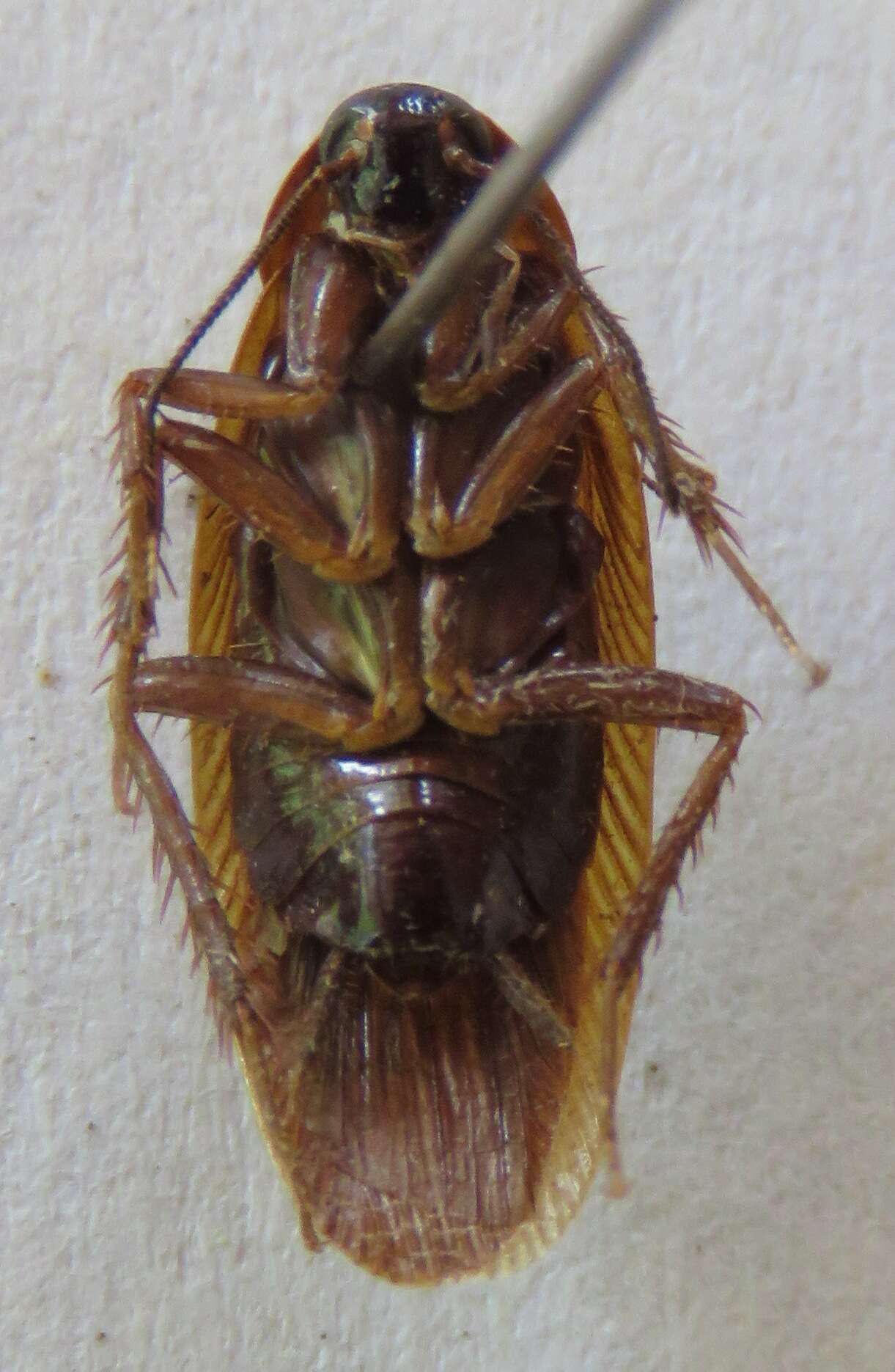 Ischnoptera rufa (De Geer 1773)的圖片