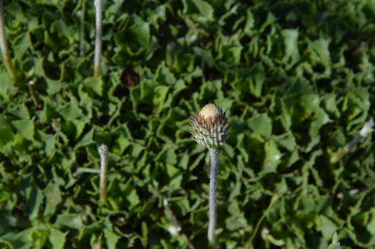 Imagem de Haplopappus macrocephalus (Poepp. ex Less.) DC.