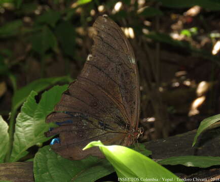 Imagem de Morpho menelaus Linnaeus 1758