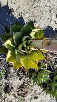 Agave margaritae Brandegee resmi