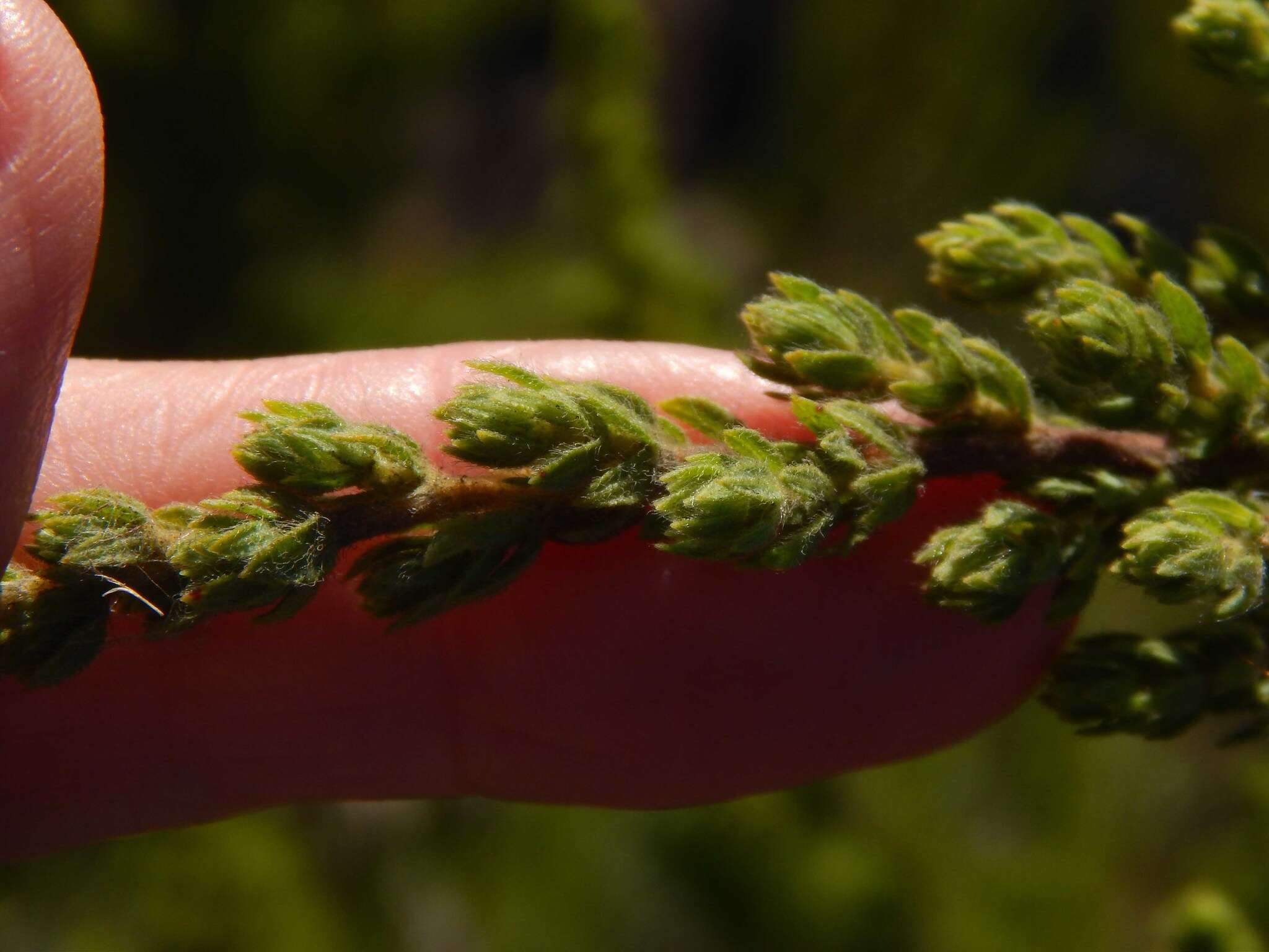 Image of <i>Cliffortia <i>polygonifolia</i></i> var. polygonifolia