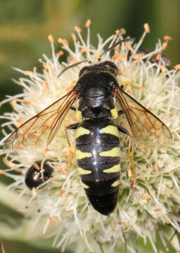 Image of Bicyrtes quadrifasciatus (Say 1824)