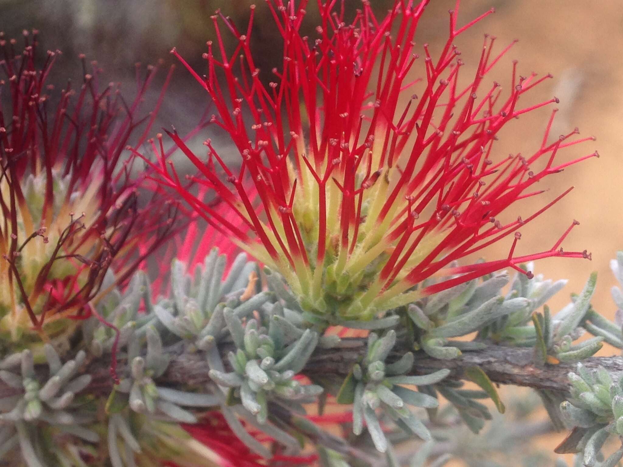 Image de Melaleuca cinerea Craven & R. D. Edwards