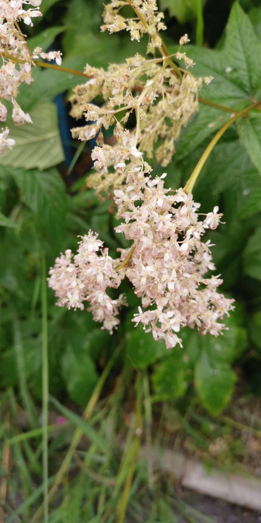 Image of Filipendula palmata (Pall.) Maxim.