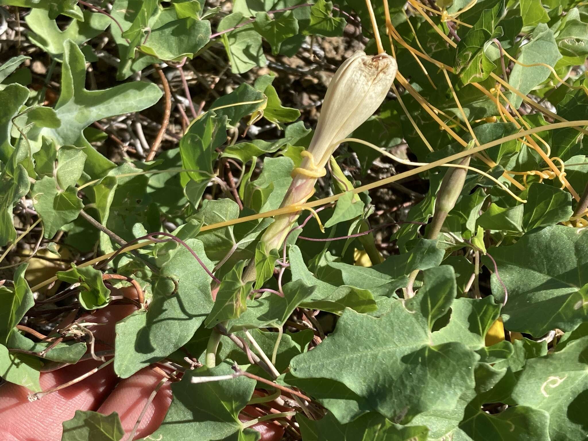 Image of Ipomoea jicama T. S. Brandeg.