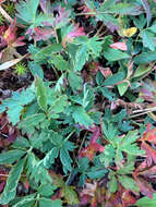 Image of Mountain-Meadow Cinquefoil