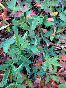 Image of Mountain-Meadow Cinquefoil