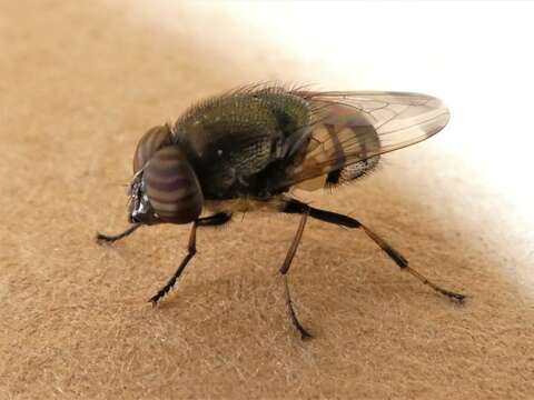 Stomorhina discolor (Fabricius 1794) resmi