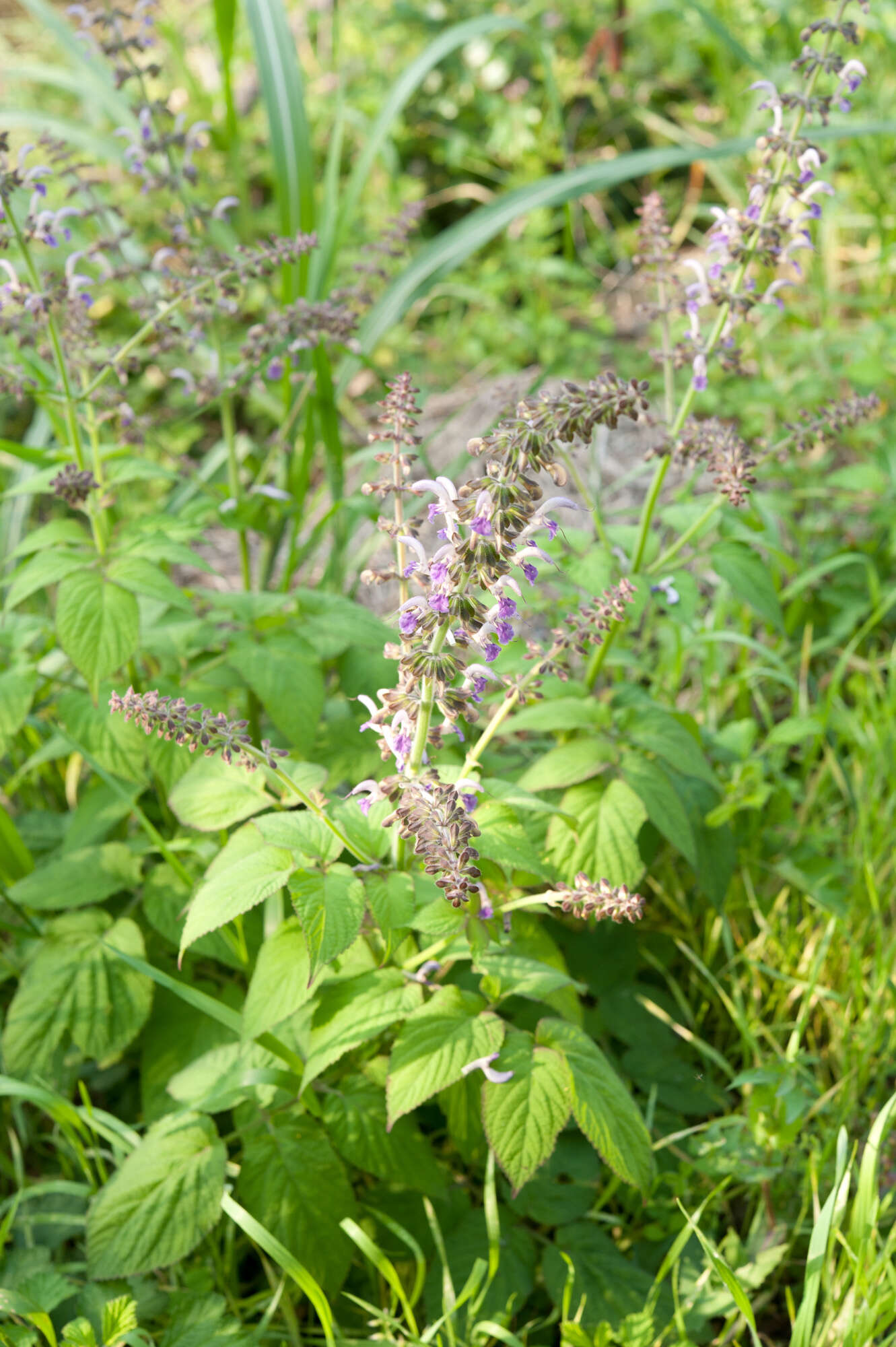 Image of Salvia bowleyana Dunn