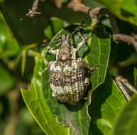 Image of Polyteles guerini Fahraeus 1840