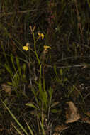 Image of Goodenia macbarronii R. Carolin